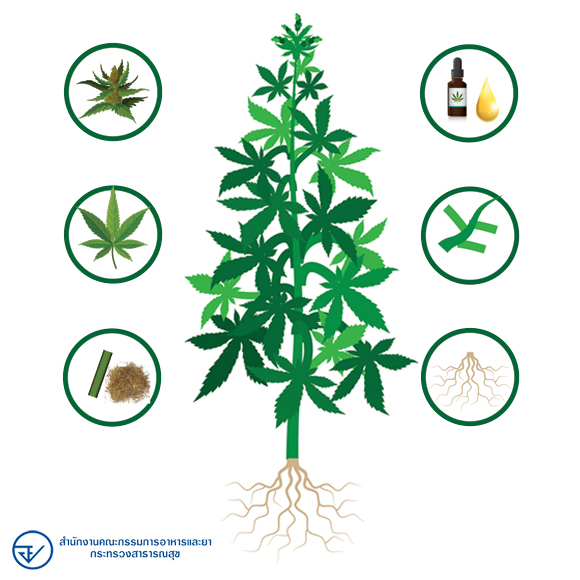 Hemp and Cannabin กัญชาและกัญชง